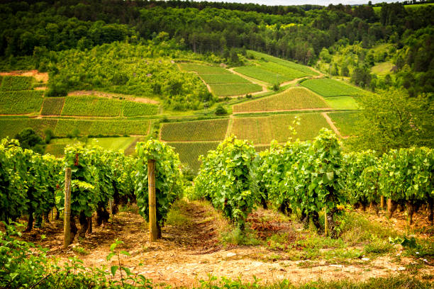 Understanding Chablis and Chardonnay for WSET Level 3