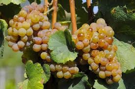 GEWURZTRAMINER: LA UVA TINTA PARA BLANCOS